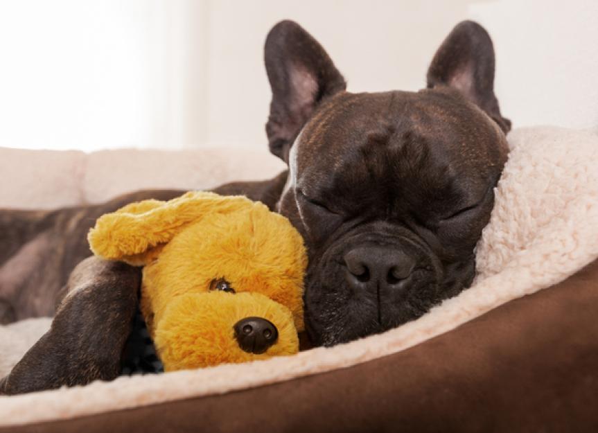 Can Dogs Be Allergic to Their Beds? PetMD